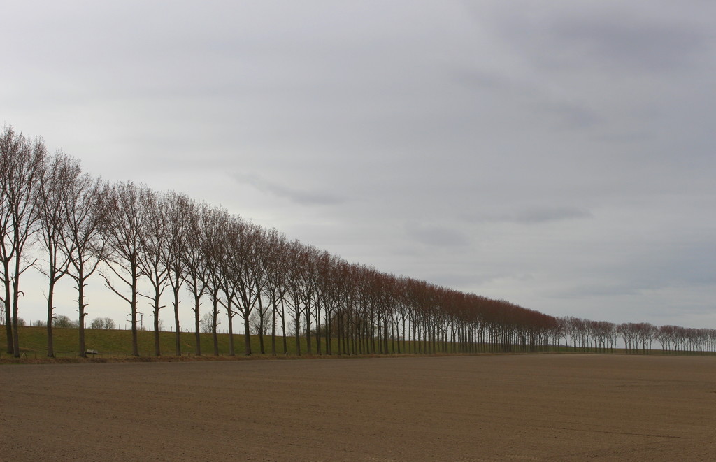 Bare soil, bare trees  by pyrrhula
