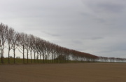 31st Mar 2021 - Bare soil, bare trees 