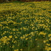 a host of yellow daffodils by anniesue