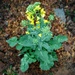 Collard Greens Flower Too by darylo