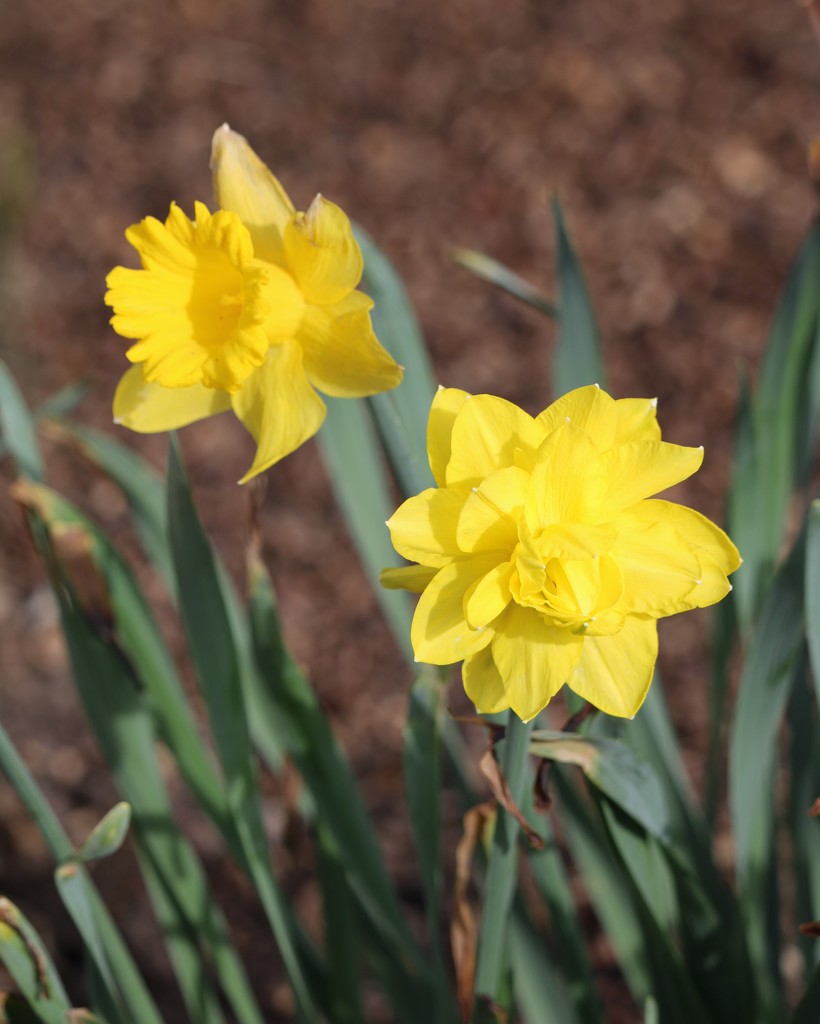 March 31: Yellow Daffodils by daisymiller