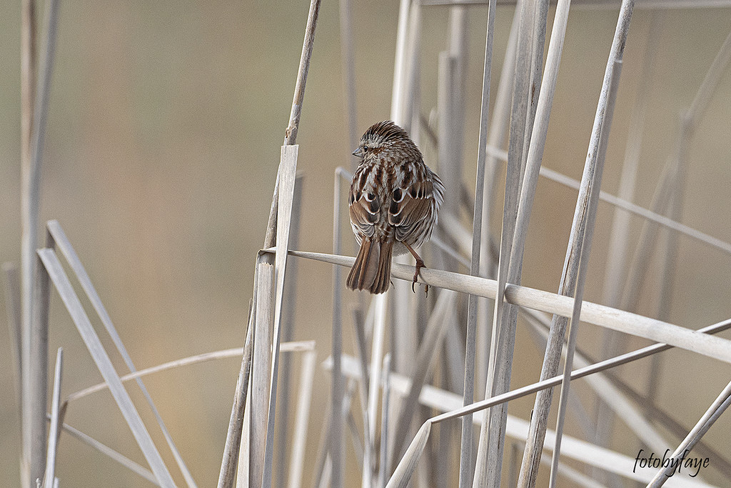So small amongst the reeds by fayefaye