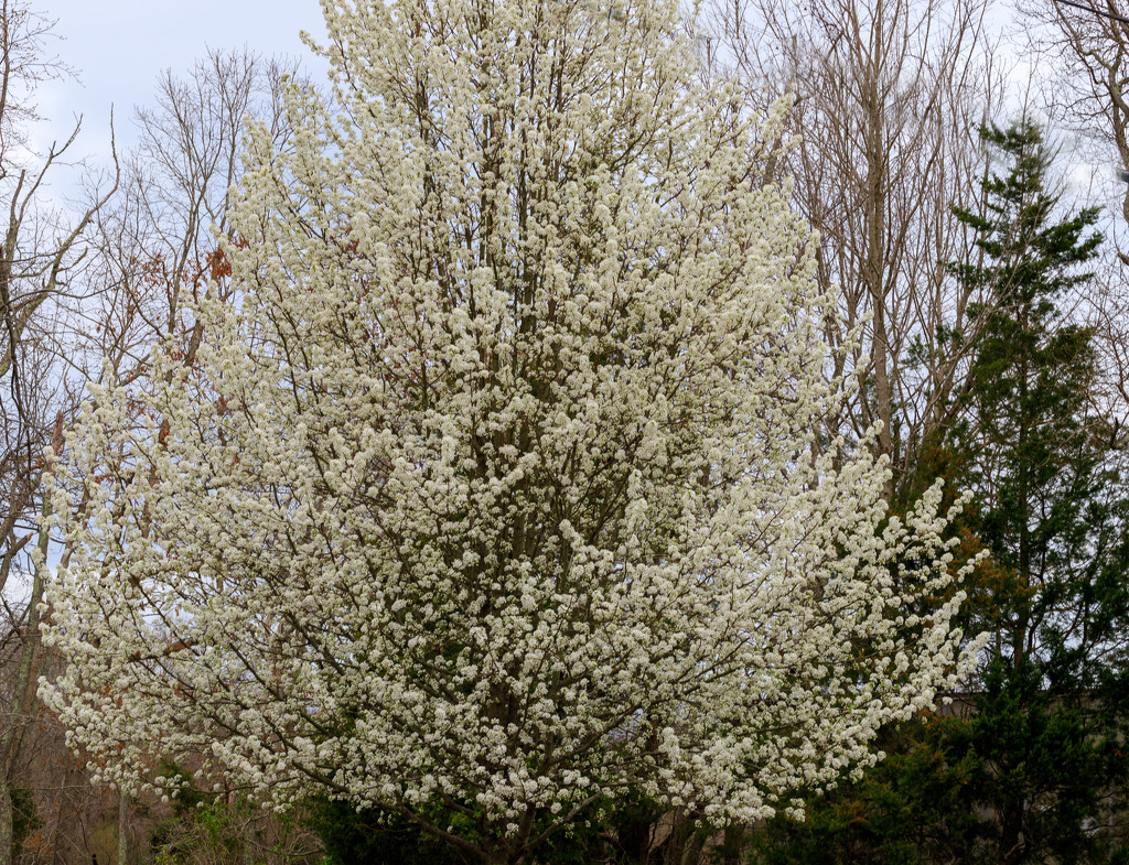 Flowering Tree by hjbenson