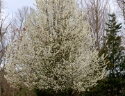 31st Mar 2021 - Flowering Tree