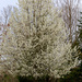 Flowering Tree by hjbenson