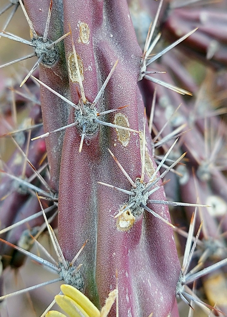 Staghorn Cactus Spines by harbie