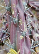 30th Mar 2021 - Staghorn Cactus Spines