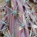 Staghorn Cactus Spines by harbie