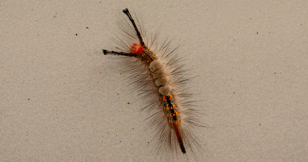 White-Marked Tussock Caterpillar! by rickster549