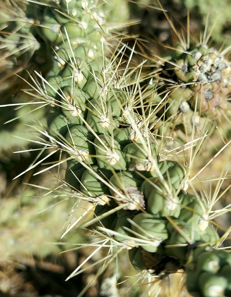 Chain Fruit Cholla Spines  by harbie