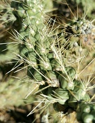 31st Mar 2021 - Chain Fruit Cholla Spines 