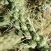 Chain Fruit Cholla Spines  by harbie