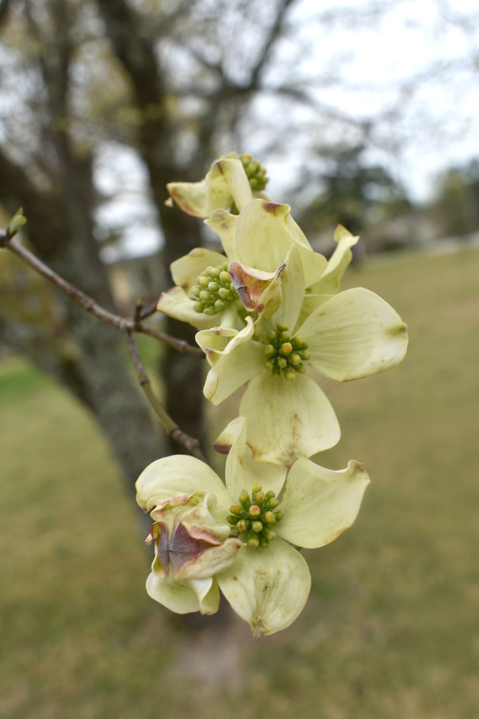 The Dogwood Trees are Starting to Bloom by homeschoolmom