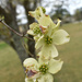 The Dogwood Trees are Starting to Bloom by homeschoolmom