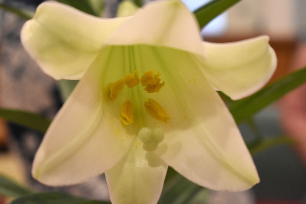 Easter lily by homeschoolmom