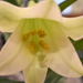 Easter lily by homeschoolmom