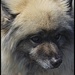Jimmy the Keeshond by madamelucy