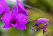31st Mar 2021 - Cooktown Orchid