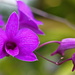 Cooktown Orchid by terryliv