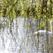 Willow and Swans (if you squint) by 30pics4jackiesdiamond