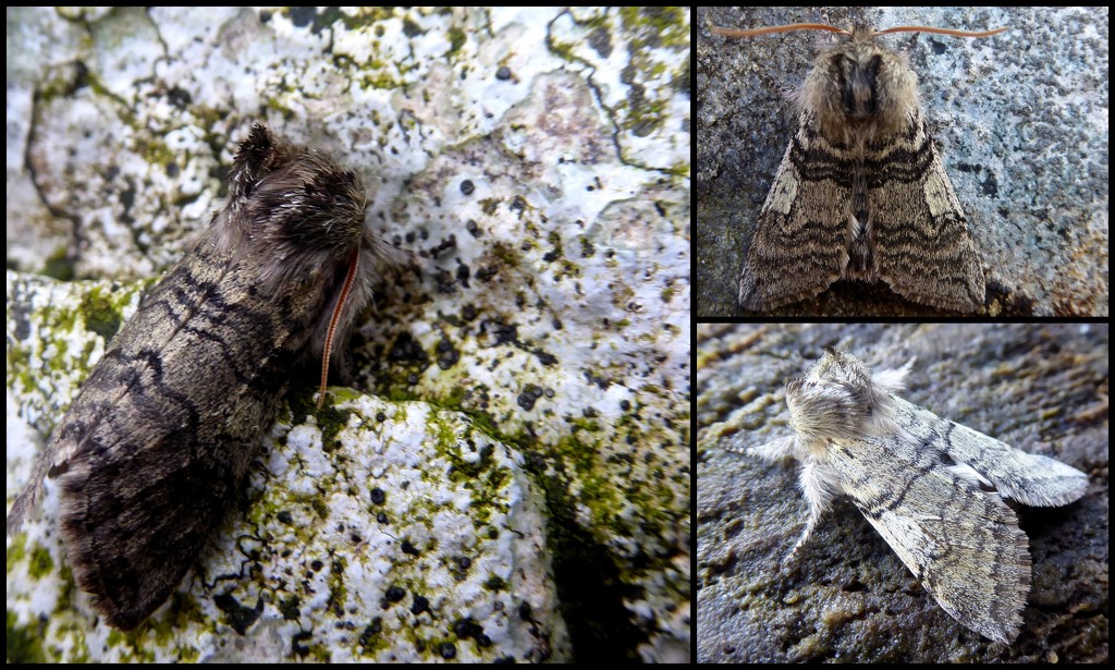 Three views of yellow horned by steveandkerry