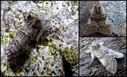 1st Apr 2021 - Three views of yellow horned