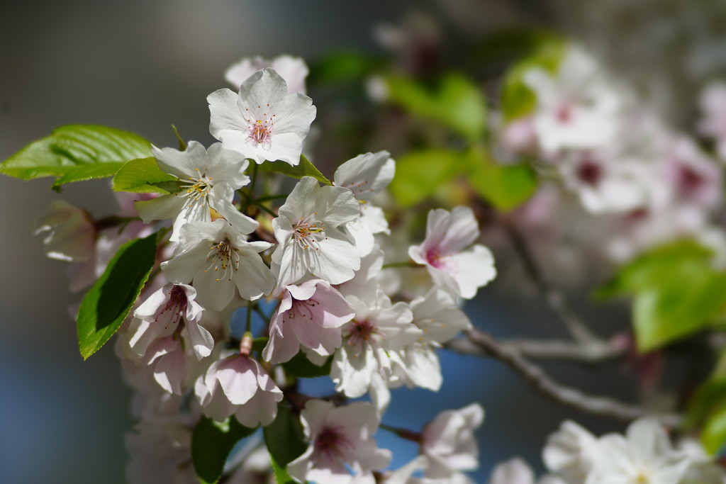 Cherry blossom by acolyte