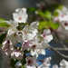 Cherry blossom by acolyte