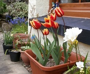 1st Apr 2021 - Tulips.....