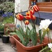 Tulips..... by cutekitty