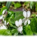 White Violets by carolmw