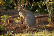 31st Mar 2021 - Young Wallaby