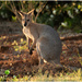 Young Wallaby by kerenmcsweeney