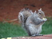 1st Apr 2021 - Squirrel snacks