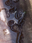 31st Mar 2021 - Little puddle abstract...