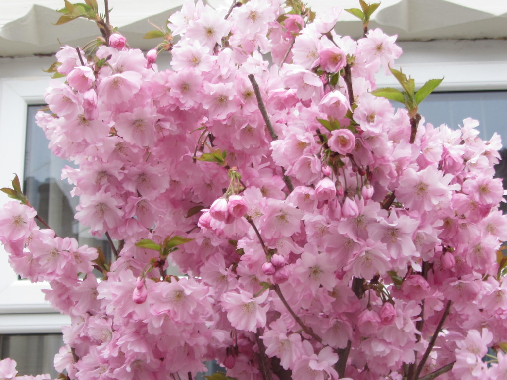 Pink blossom. Rishton front garden. by grace55