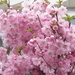 Pink blossom. Rishton front garden. by grace55