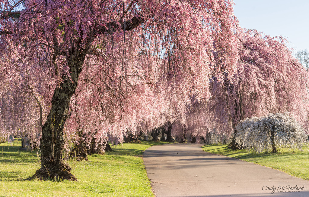 Cherry Blossom Delight by cindymc