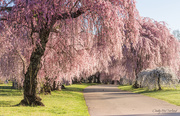 1st Apr 2021 - Cherry Blossom Delight