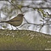 Garden warbler or chiff chaff? by rosiekind