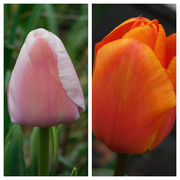 1st Apr 2021 - Tulips today......