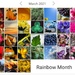My rainbow month by mittens