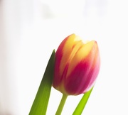 1st Apr 2021 - apr1 Tulip