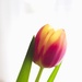 apr1 Tulip by delboy207