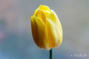 1st Apr 2021 - Yellow tulip