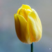 Yellow tulip by elisasaeter