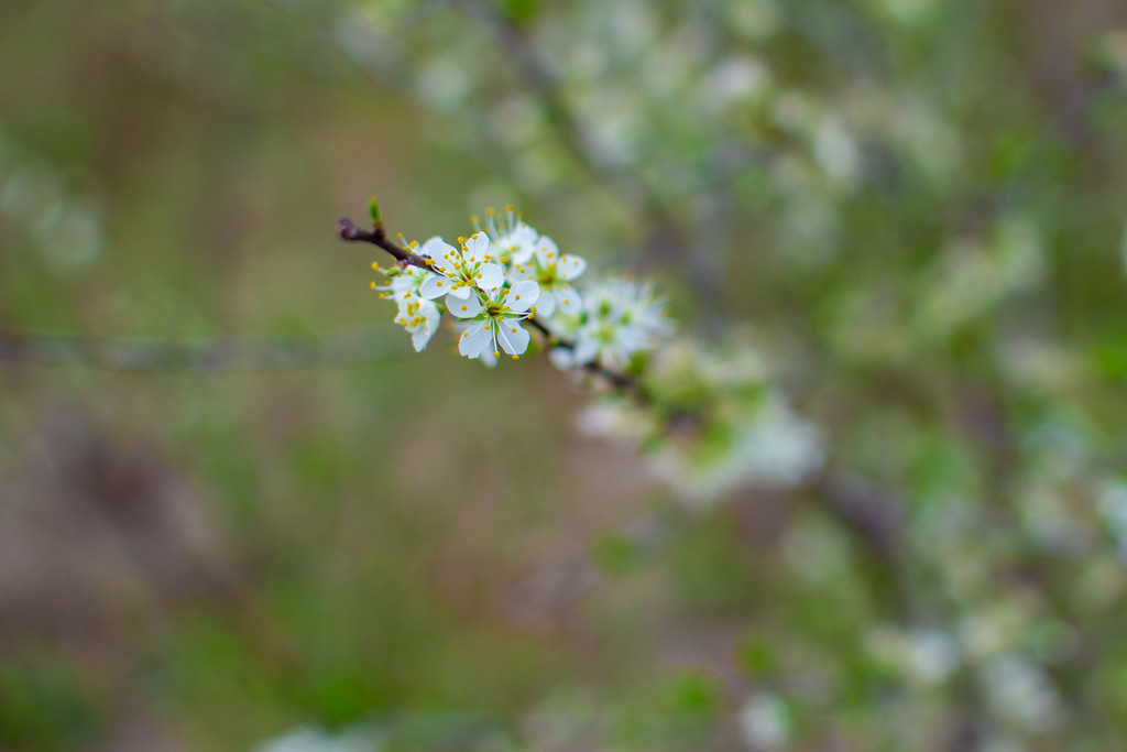 Wild Plum... by thewatersphotos
