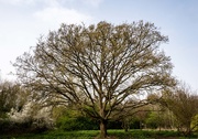 1st Apr 2021 - Under a spreading chestnut-tree