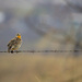 Singing Meadowlark by gq