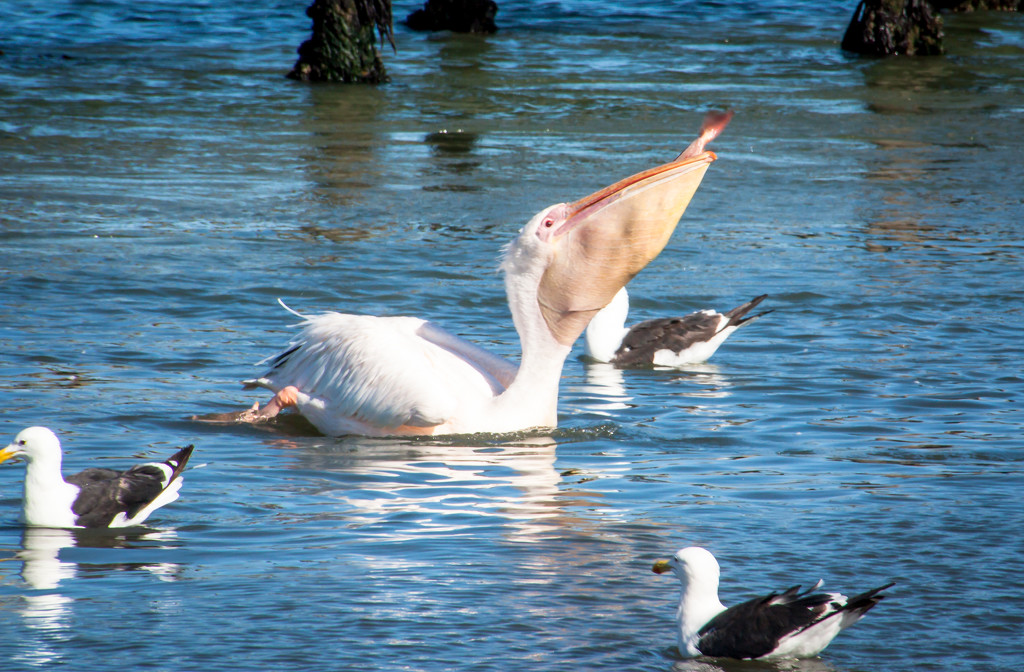 Pelican by seacreature